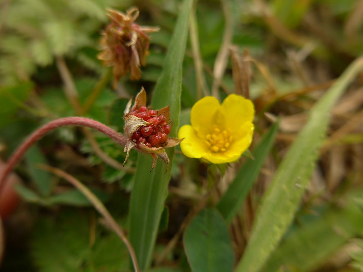 Potentilla anserina (door Hanneke Waller)