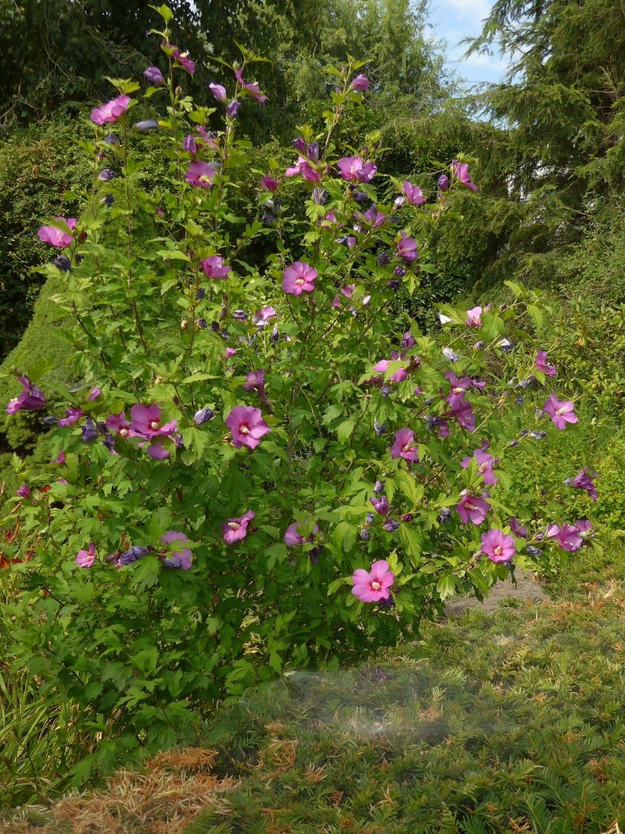 Hibiscus syriacus (door Hanneke Waller)