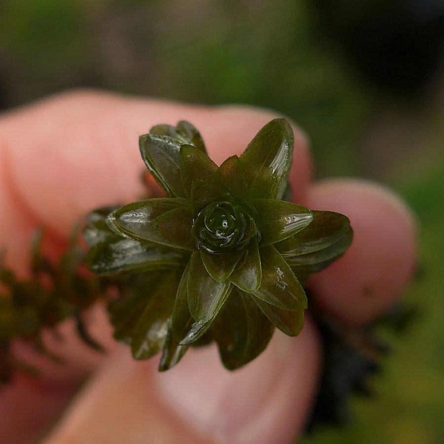 Elodea canadensis (door Hanneke Waller)