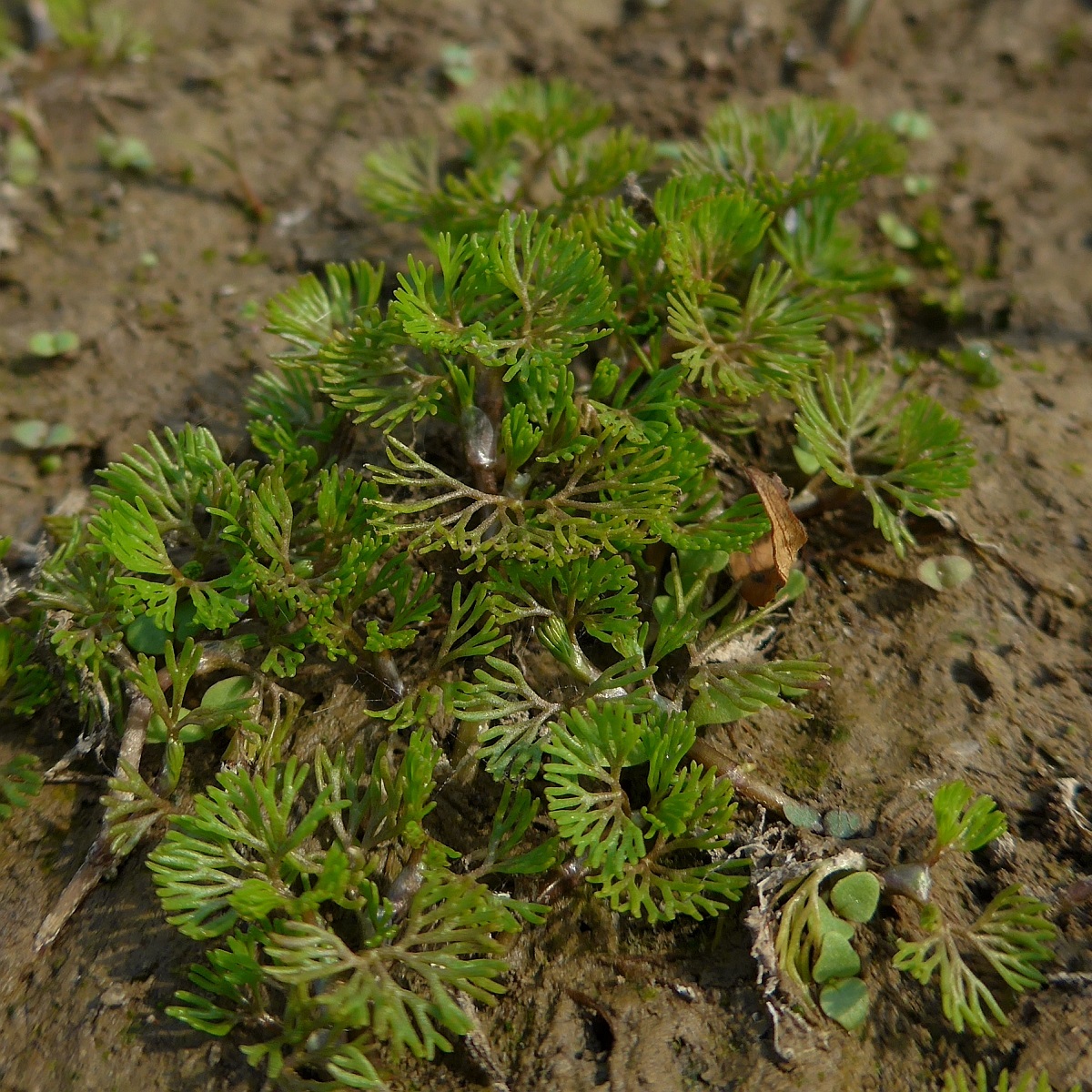 Ranunculus circinatus (door Hanneke Waller)