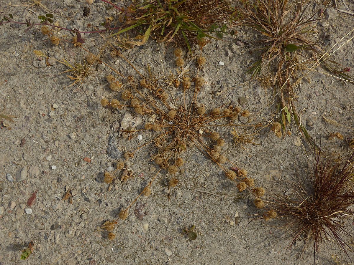 Trifolium resupinatum (door Hanneke Waller)