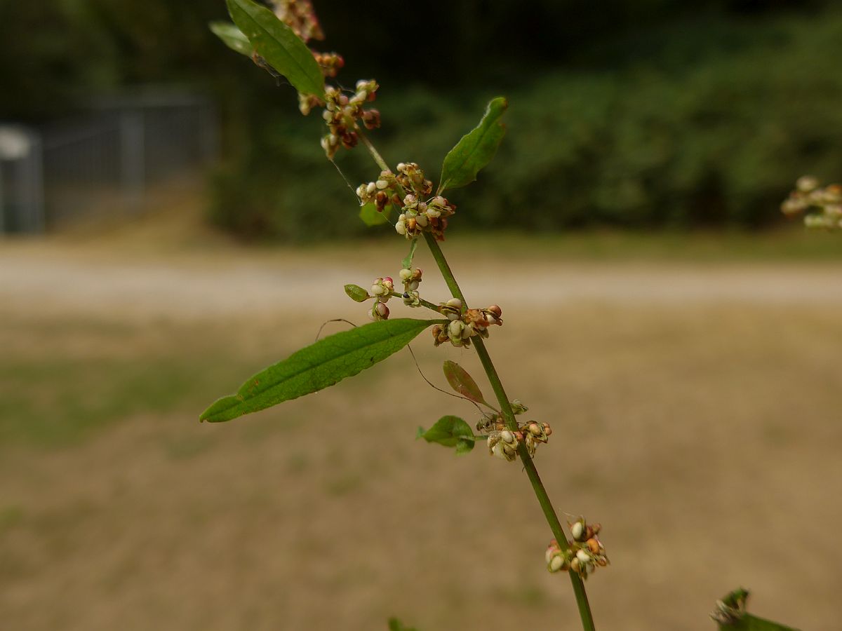 Rumex conglomeratus (door Hanneke Waller)