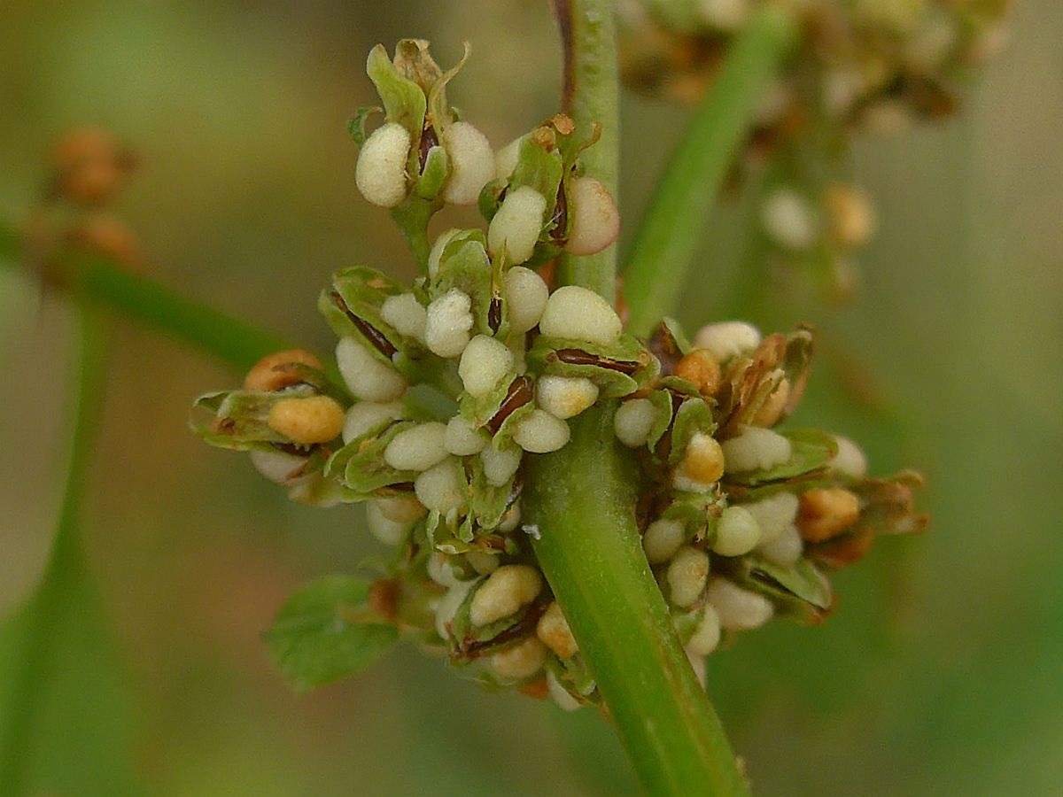 Rumex conglomeratus (door Hanneke Waller)