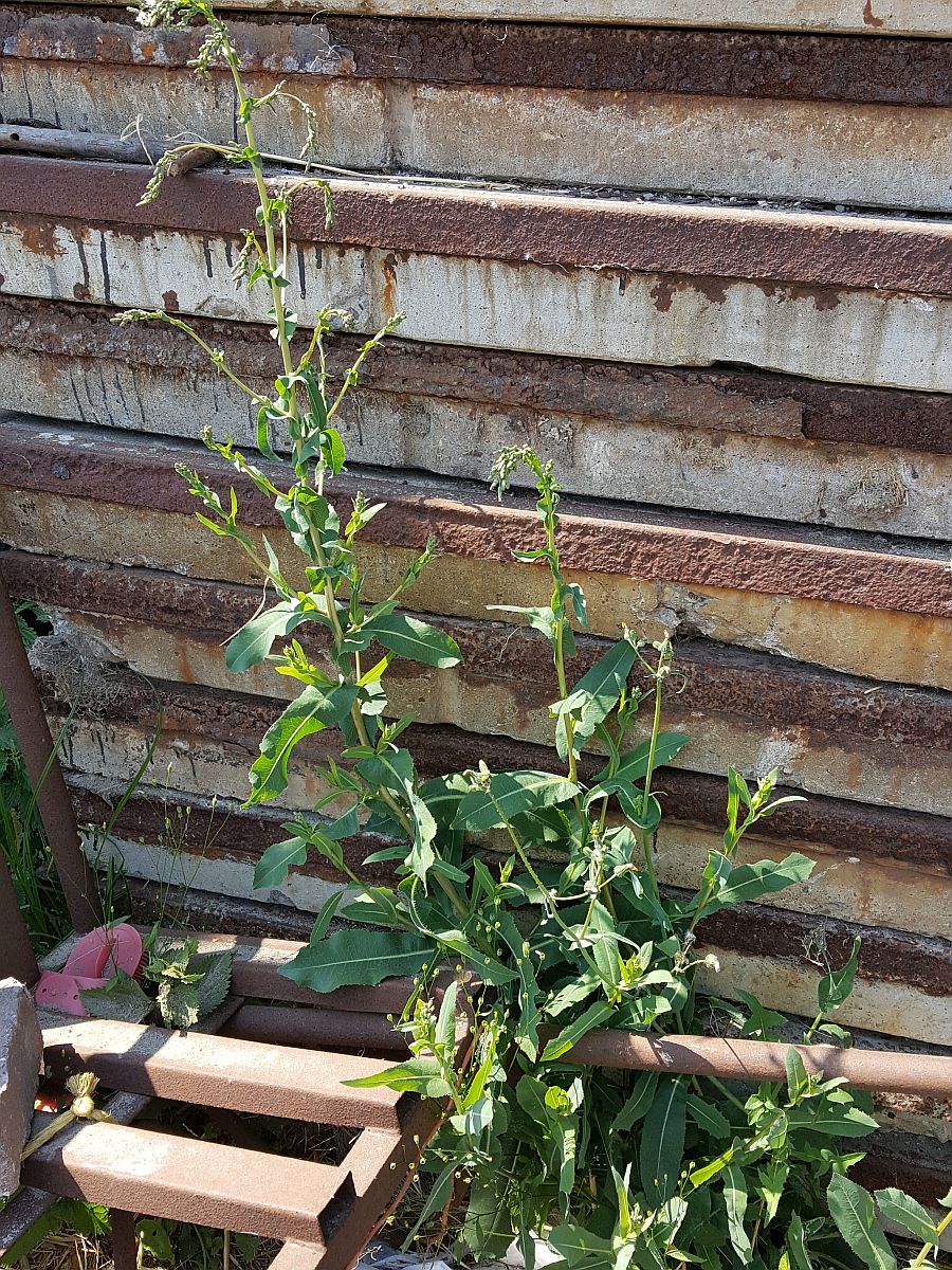 Lactuca serriola f. integrifolia (door Hanneke Waller)