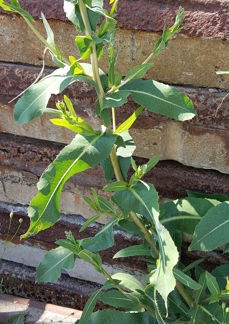 Lactuca serriola f. integrifolia (door Hanneke Waller)