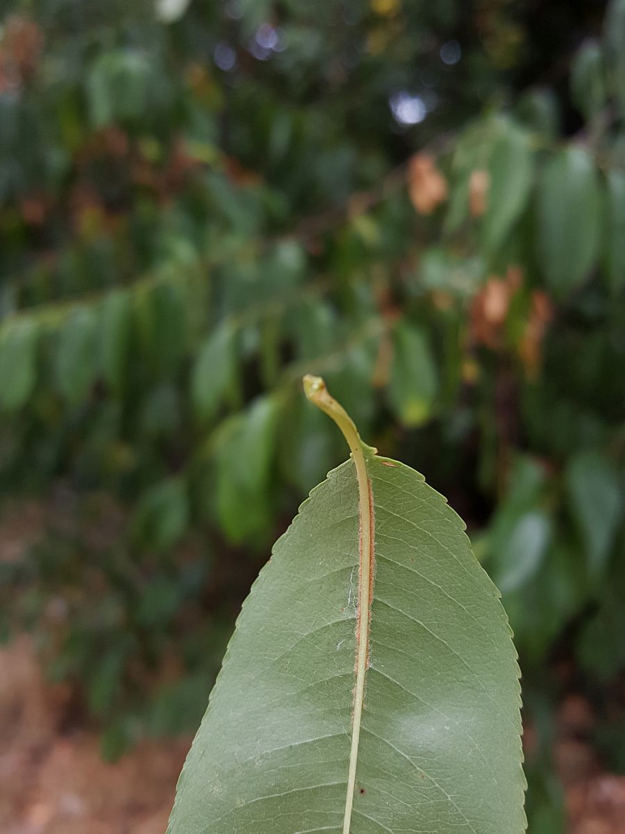 Prunus serotina (door Hanneke Waller)