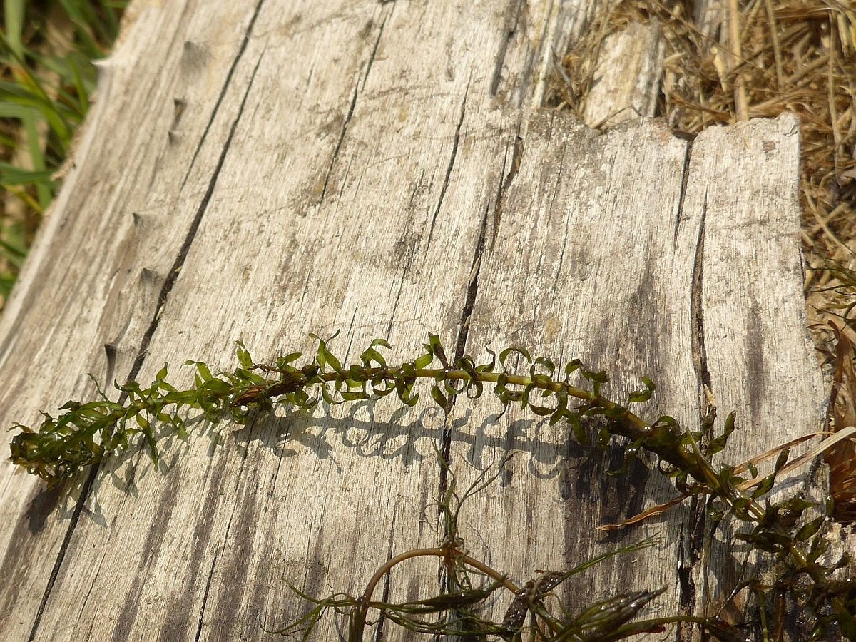 Elodea nuttallii (door Hanneke Waller)