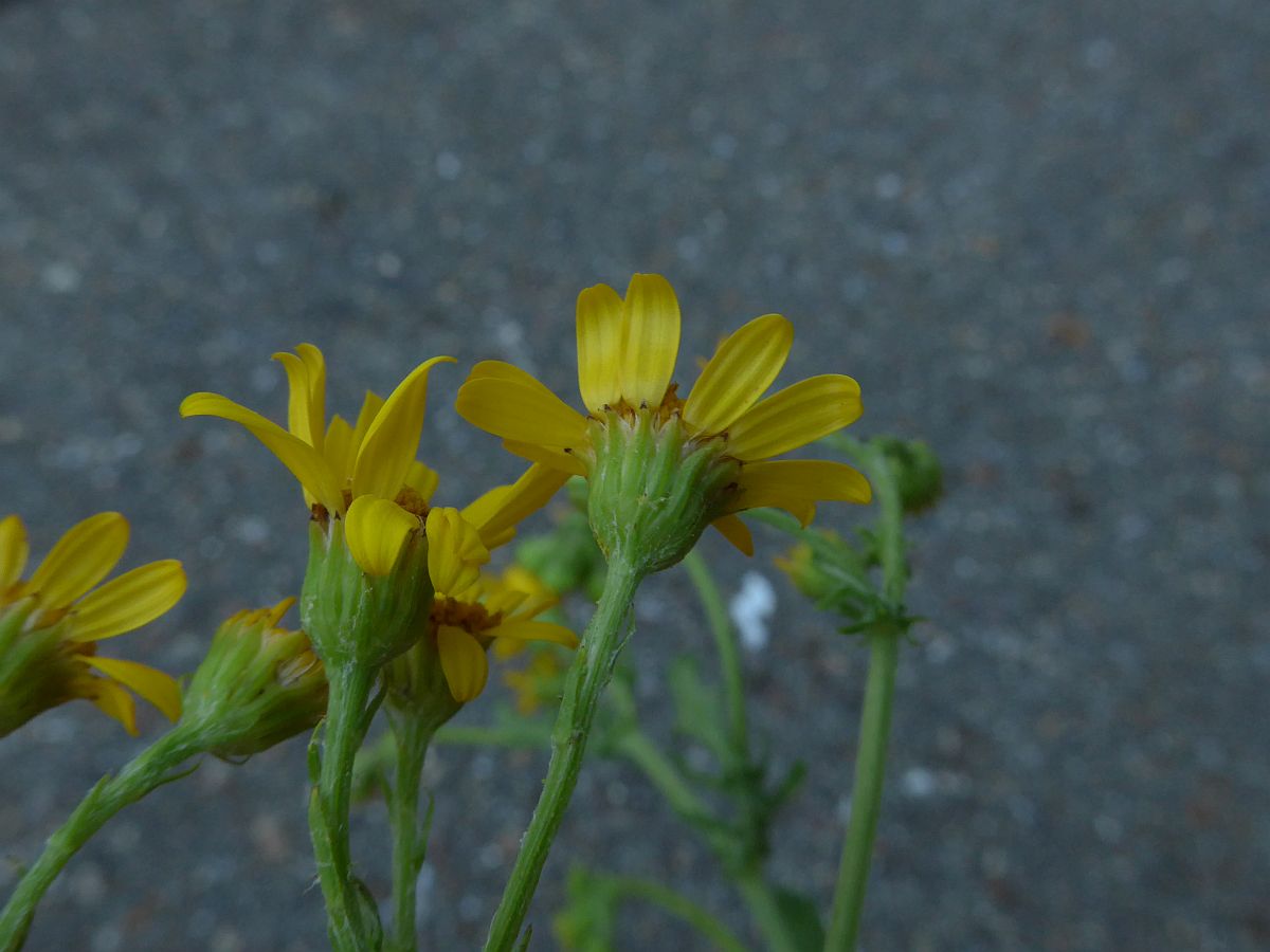 Jacobaea aquatica (door Hanneke Waller)