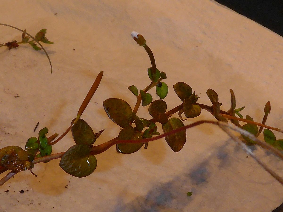 Epilobium komarovianum (door Hanneke Waller)