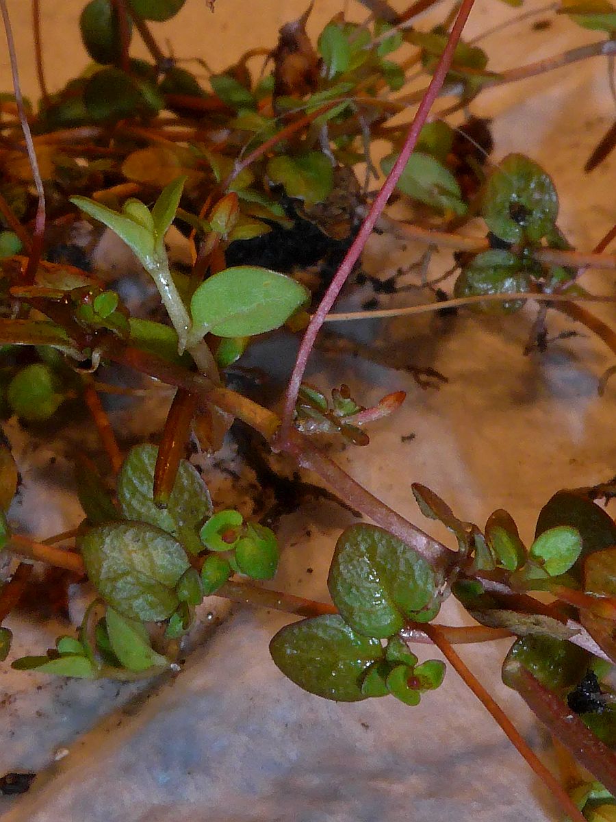 Epilobium komarovianum (door Hanneke Waller)