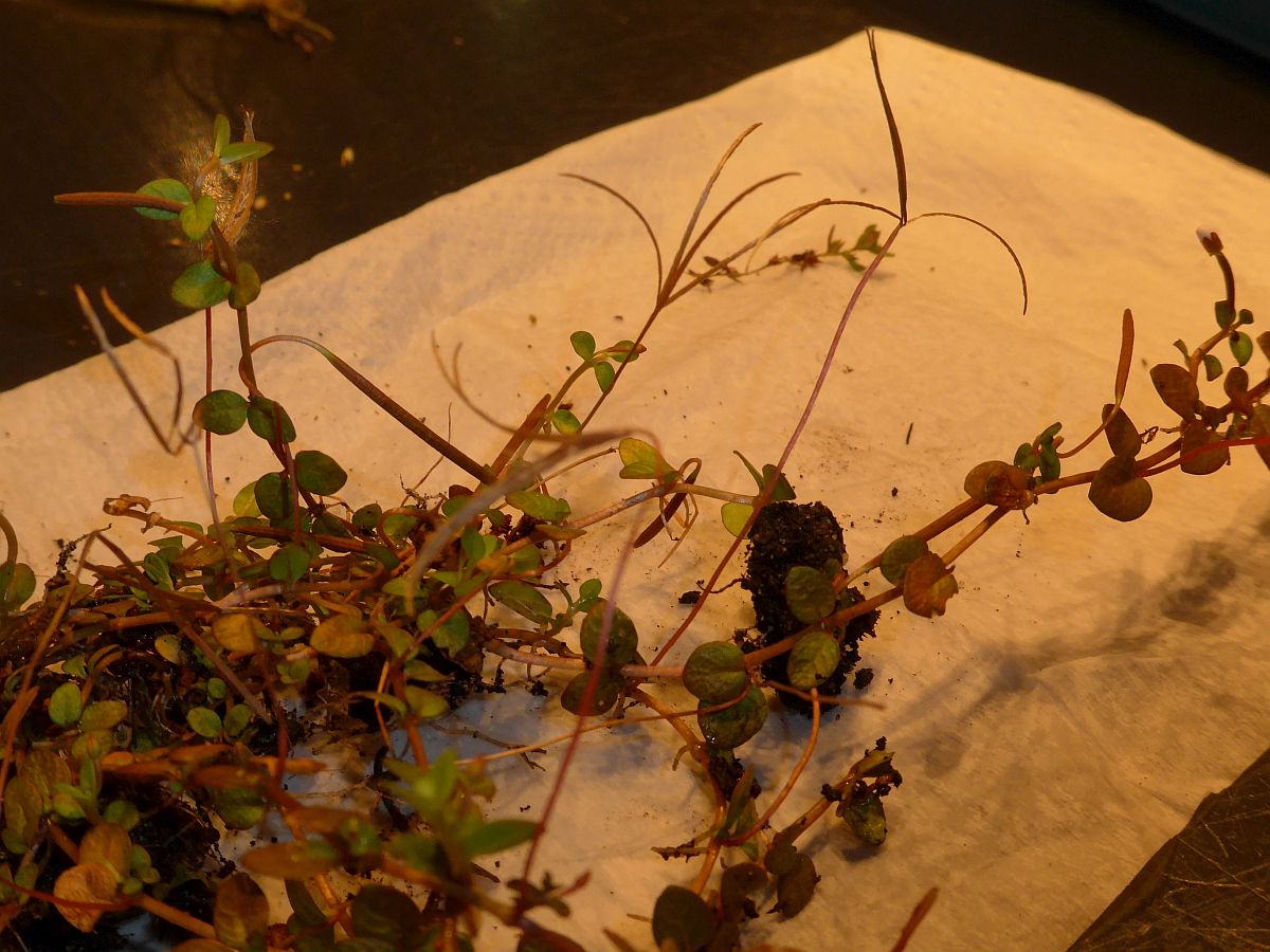 Epilobium komarovianum (door Hanneke Waller)