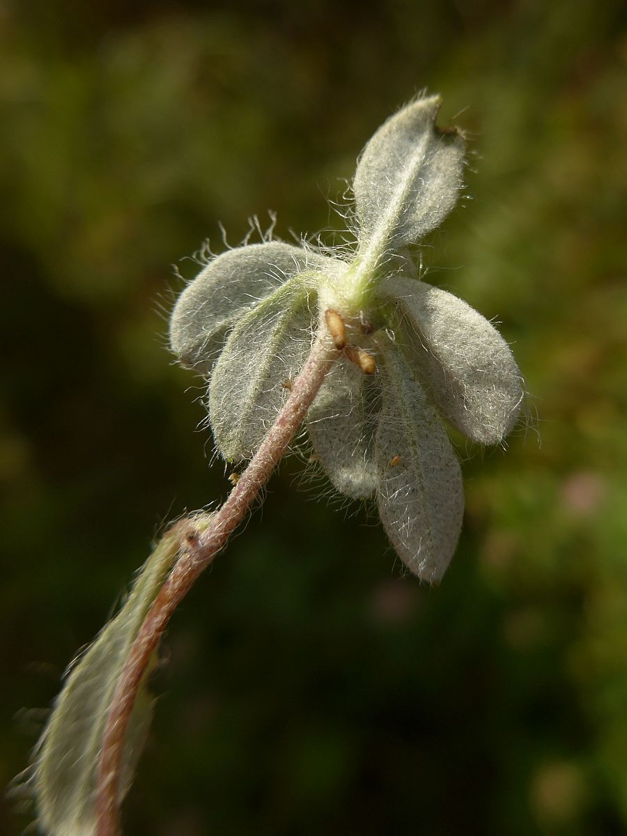 Pilosella officinarum (door Hanneke Waller)