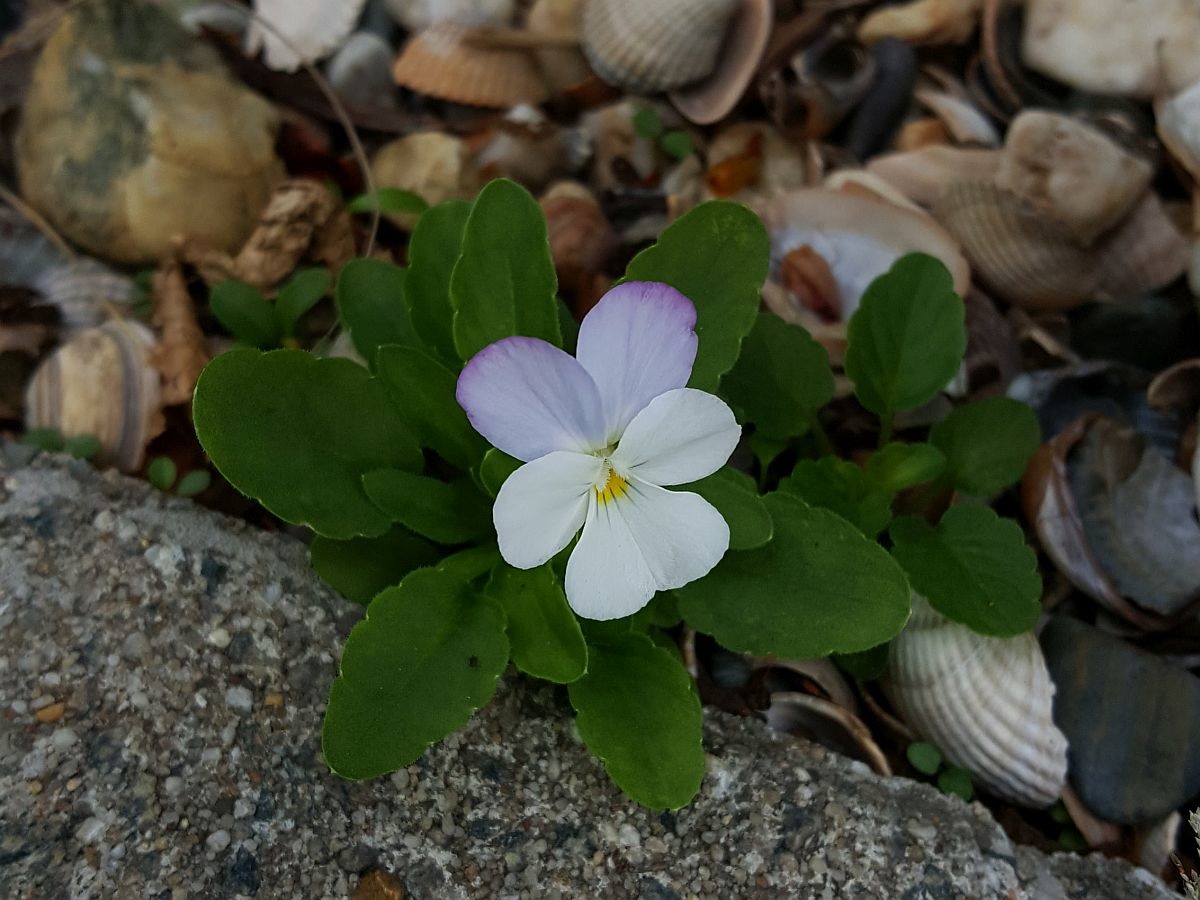 Viola x wittrockiana (door Hanneke Waller)