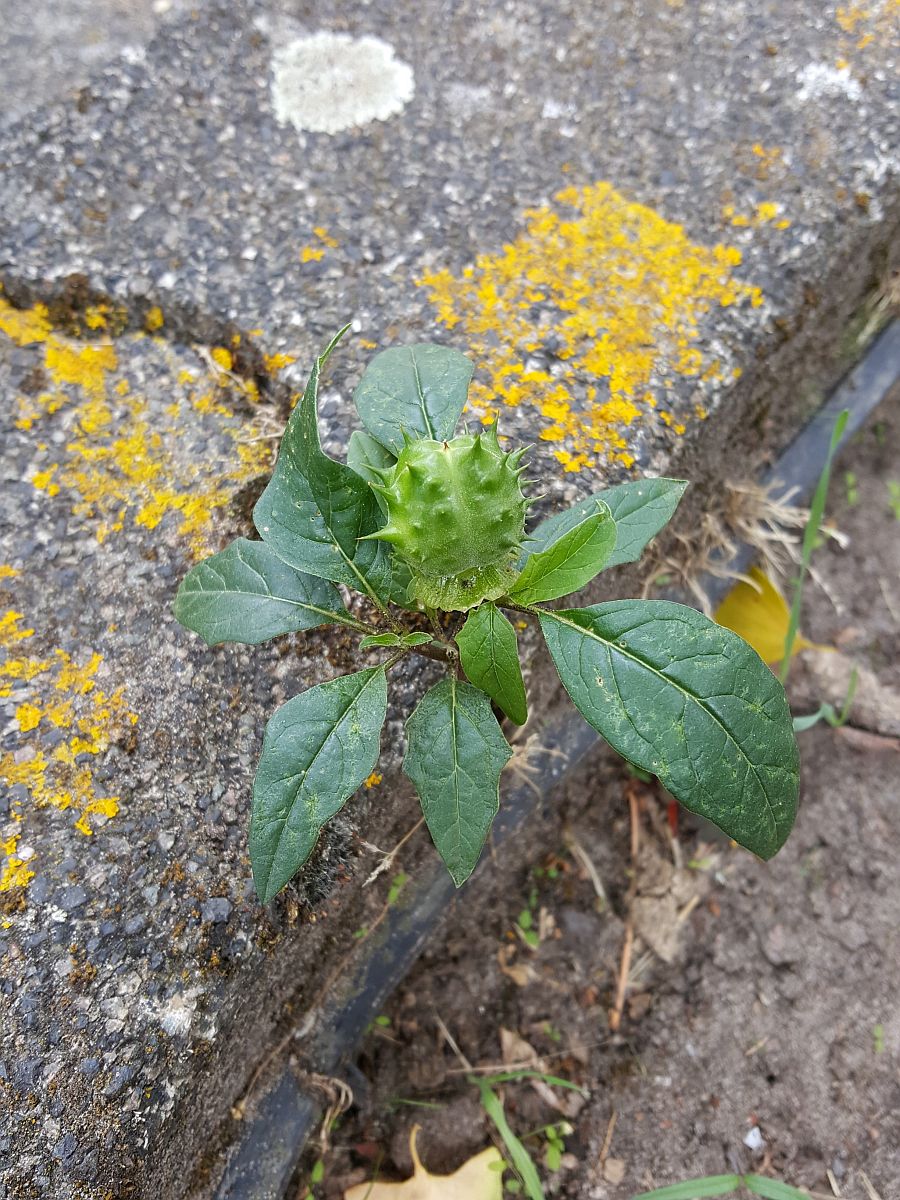 Datura stramonium (door Hanneke Waller)