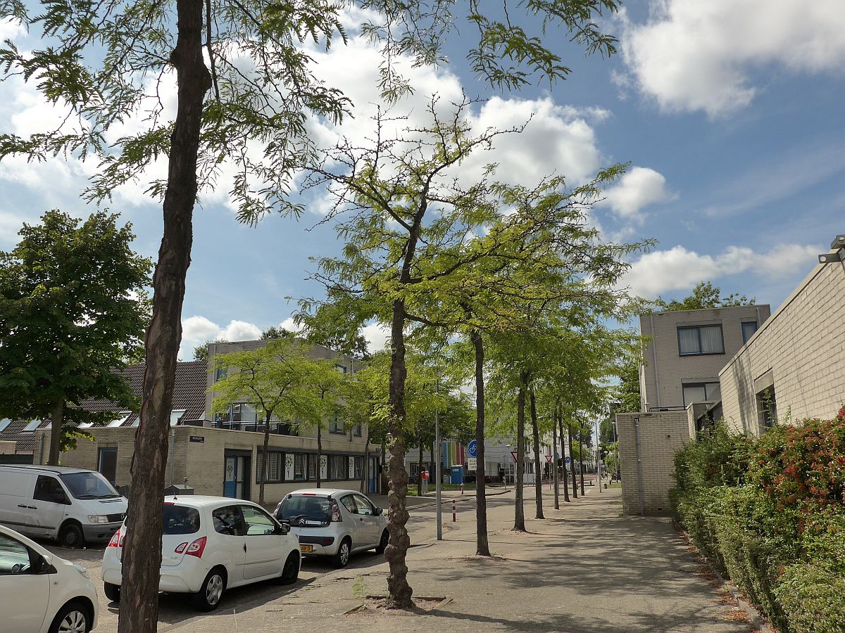 Gleditsia triacanthos (door Hanneke Waller)