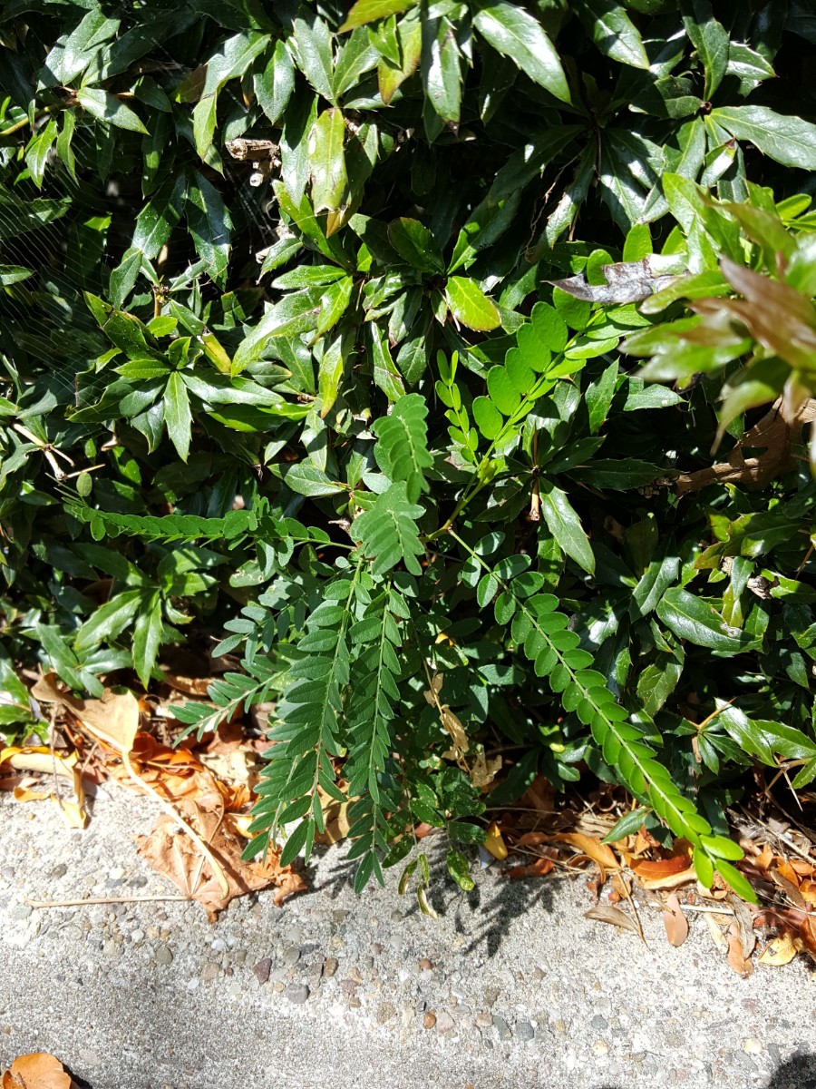 Gleditsia triacanthos (door Hanneke Waller)