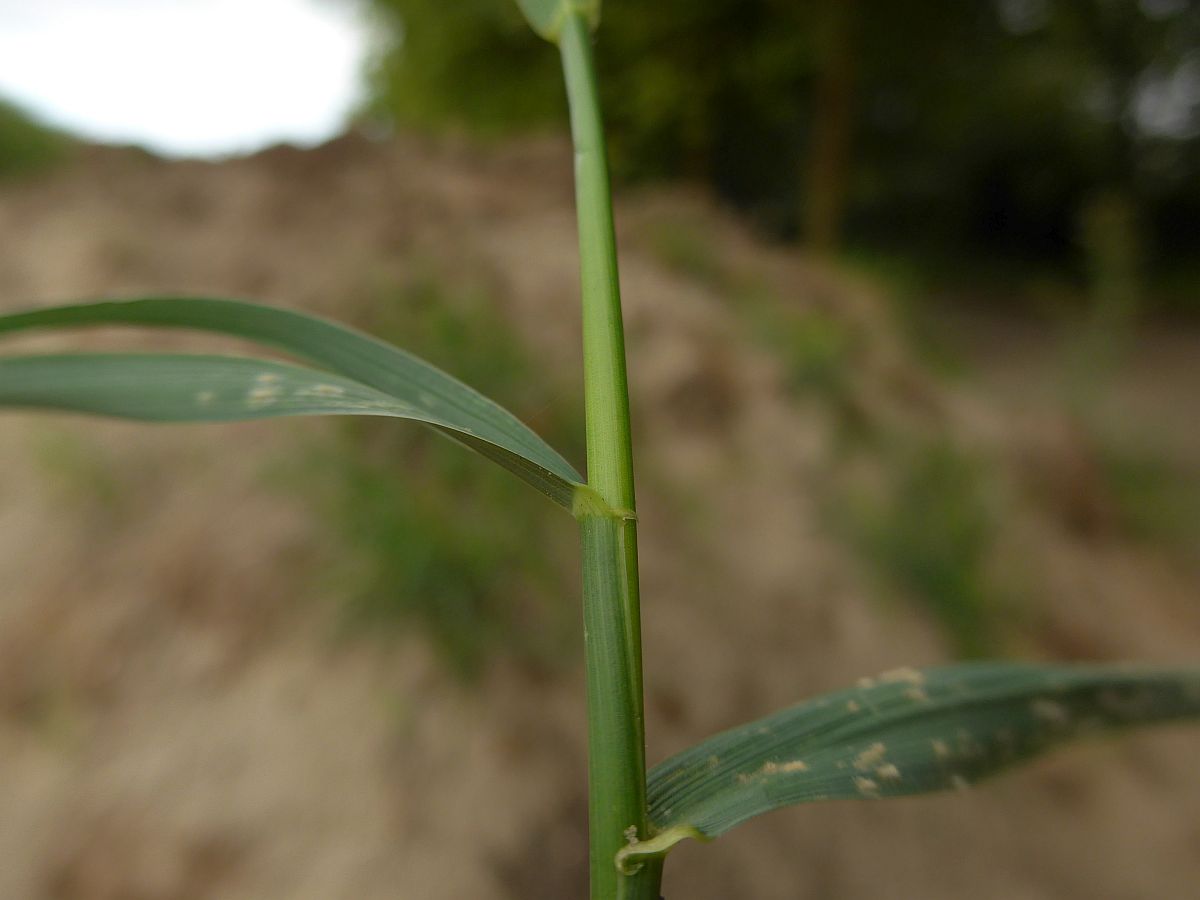 Elymus repens (door Hanneke Waller)