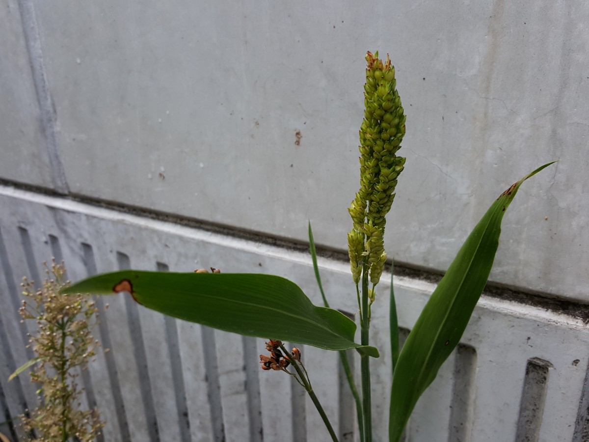 Sorghum bicolor (door Hanneke Waller)