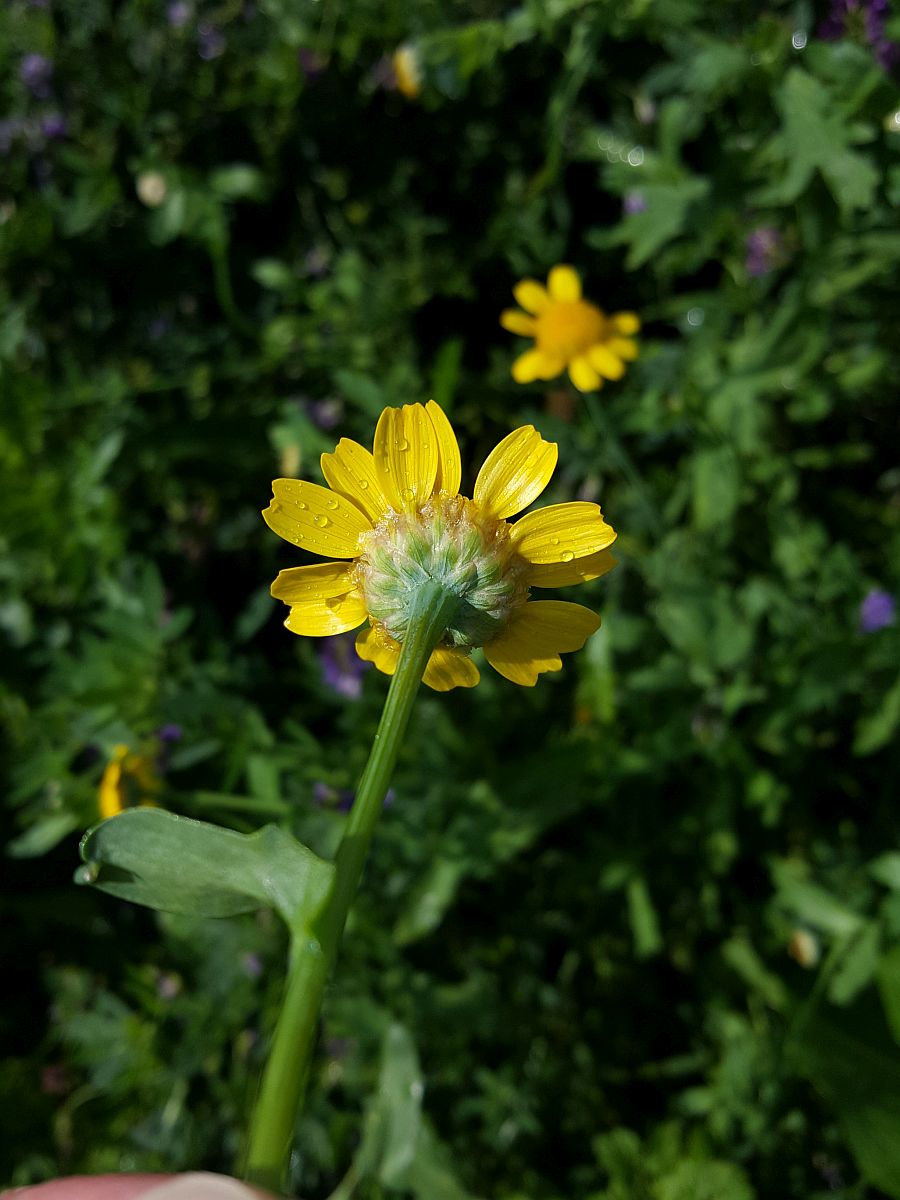 Glebionis segetum (door Hanneke Waller)