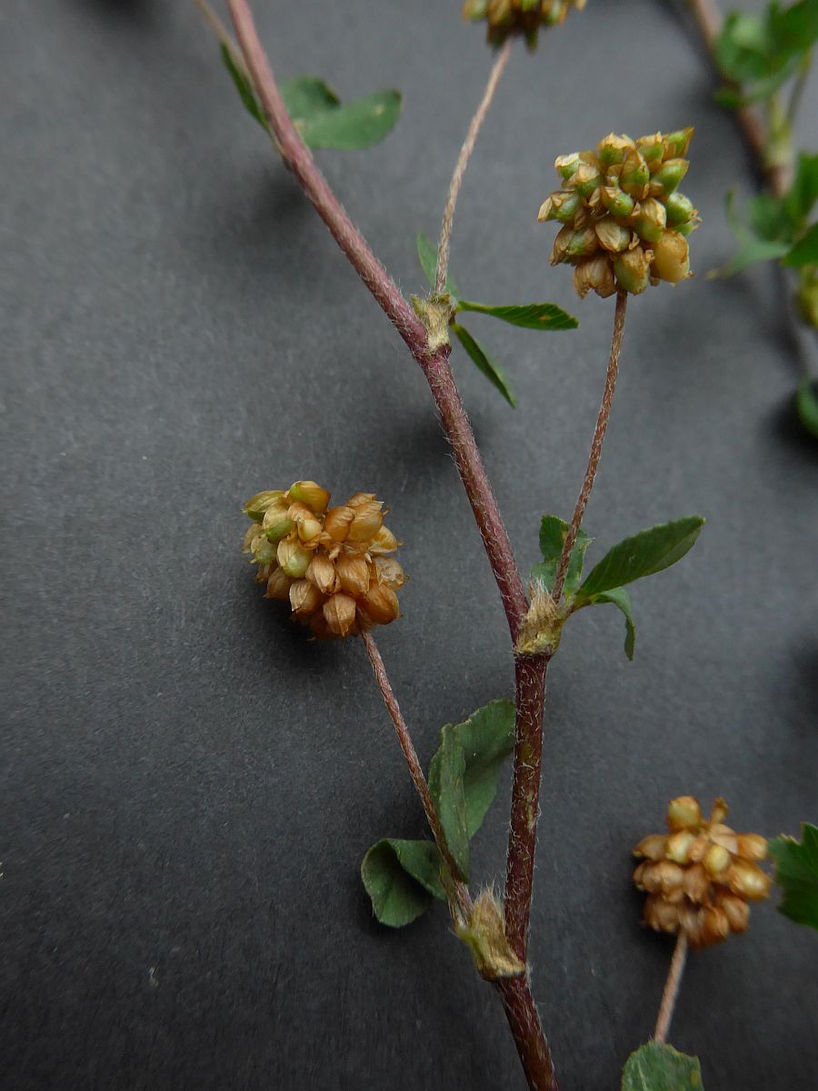 Trifolium dubium (door Hanneke Waller)