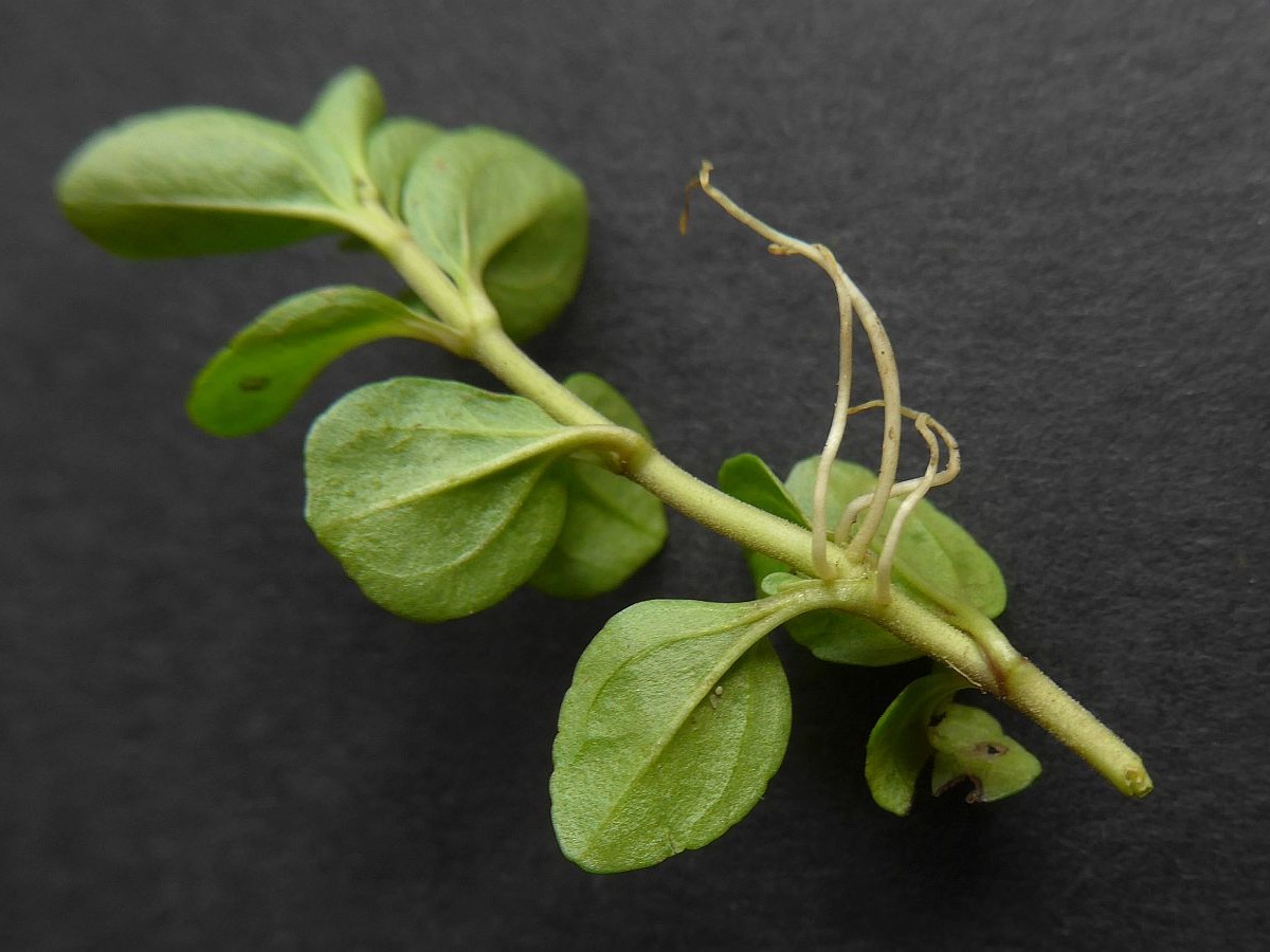 Veronica serpyllifolia (door Hanneke Waller)