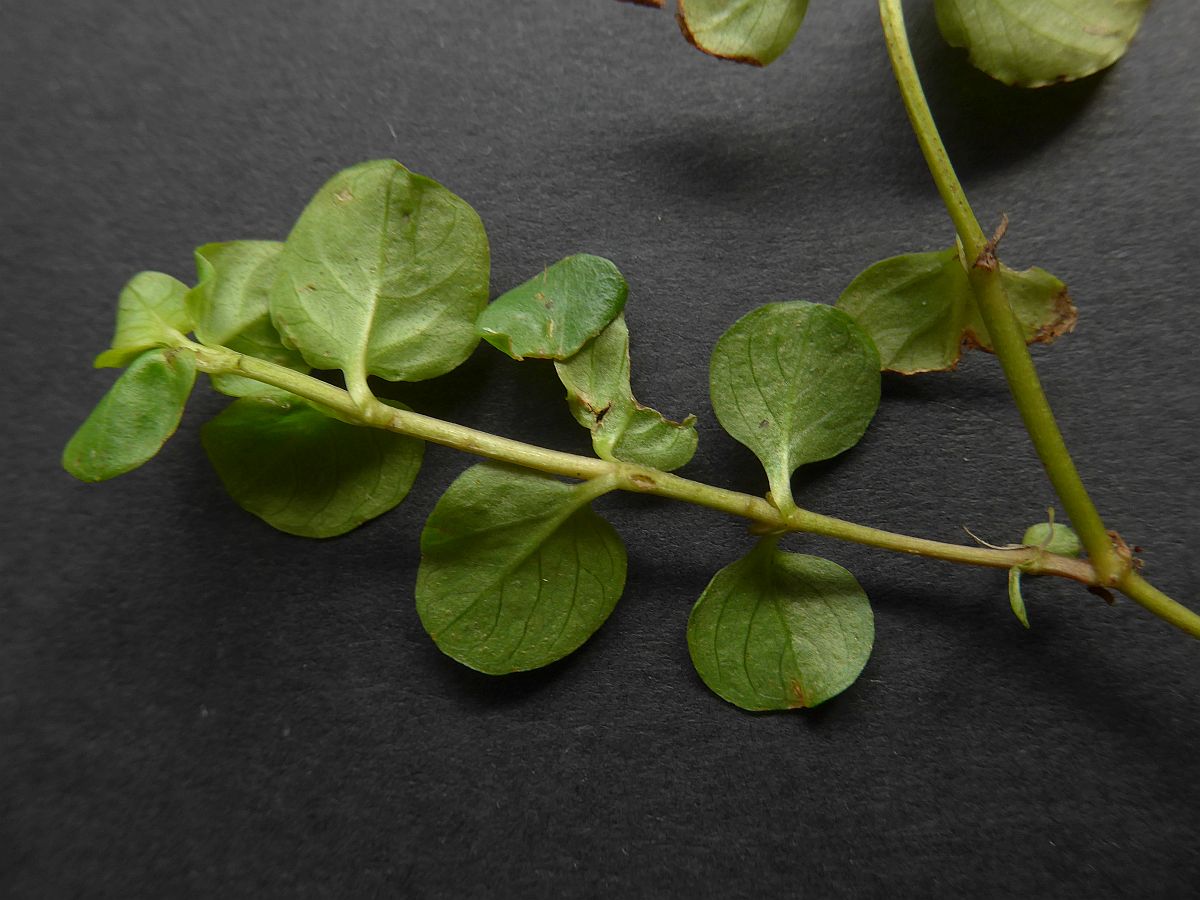 Lysimachia nummularia (door Hanneke Waller)