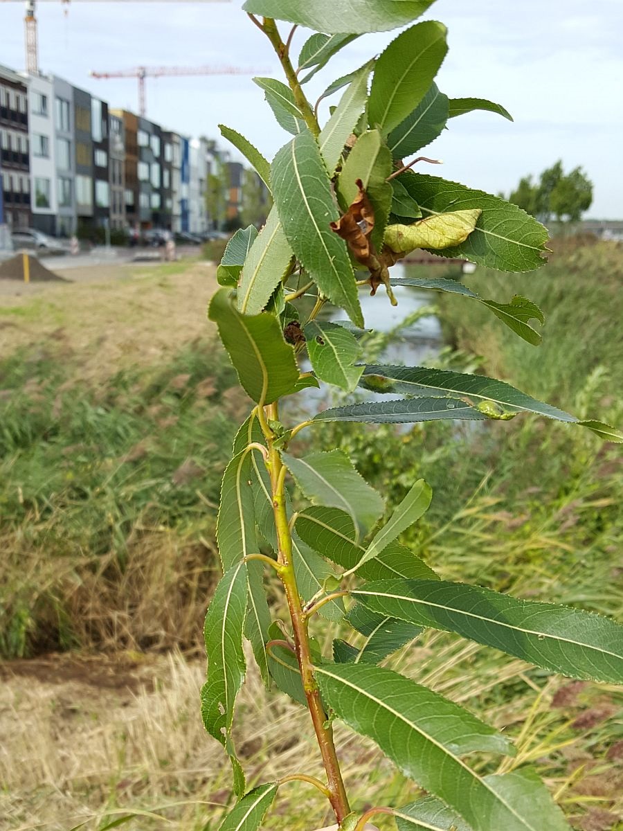 Salix triandra (door Hanneke Waller)