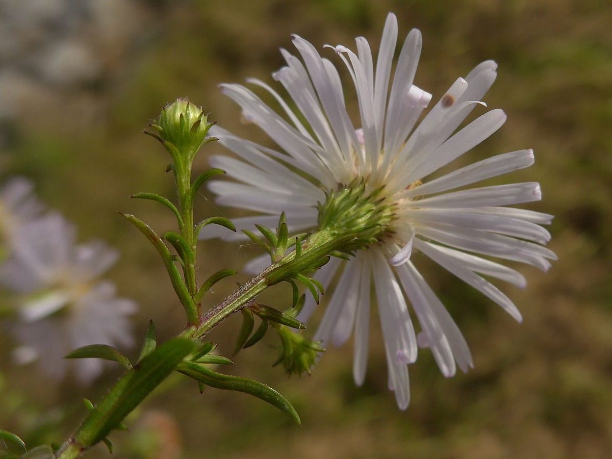 Symphyotrichum lanceolatum/ontarionis (door Hanneke Waller)