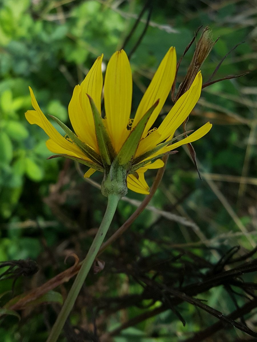 Tragopogon pratensis subsp. orientalis (door Hanneke Waller)