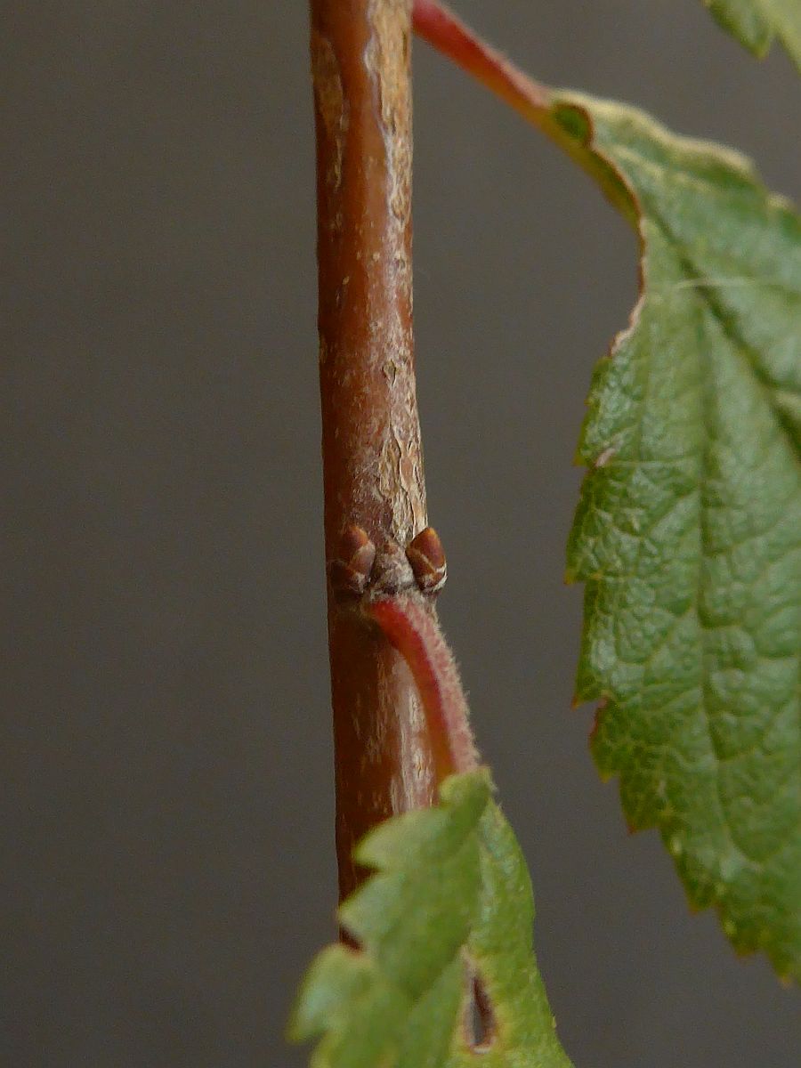 Prunus spinosa (door Hanneke Waller)