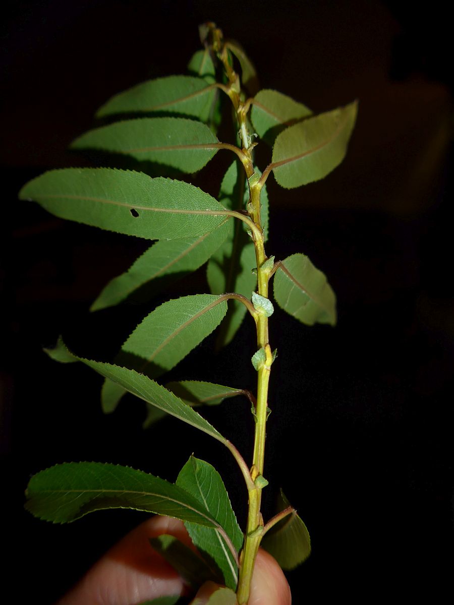 Salix triandra (door Hanneke Waller)