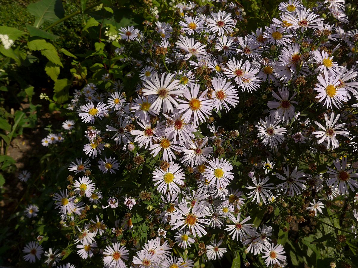 Symphyotrichum novi-belgii (door Hanneke Waller)