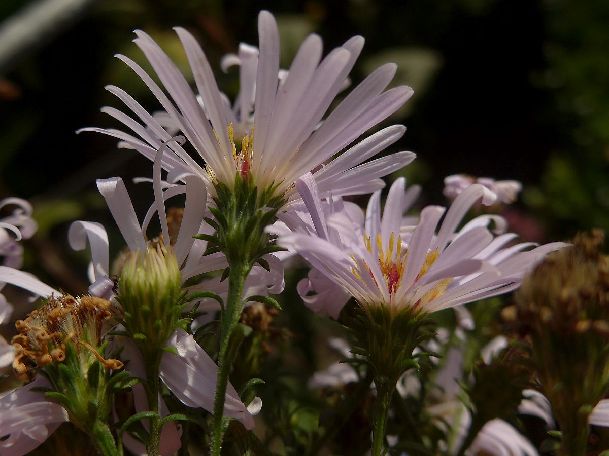 Symphyotrichum novi-belgii (door Hanneke Waller)