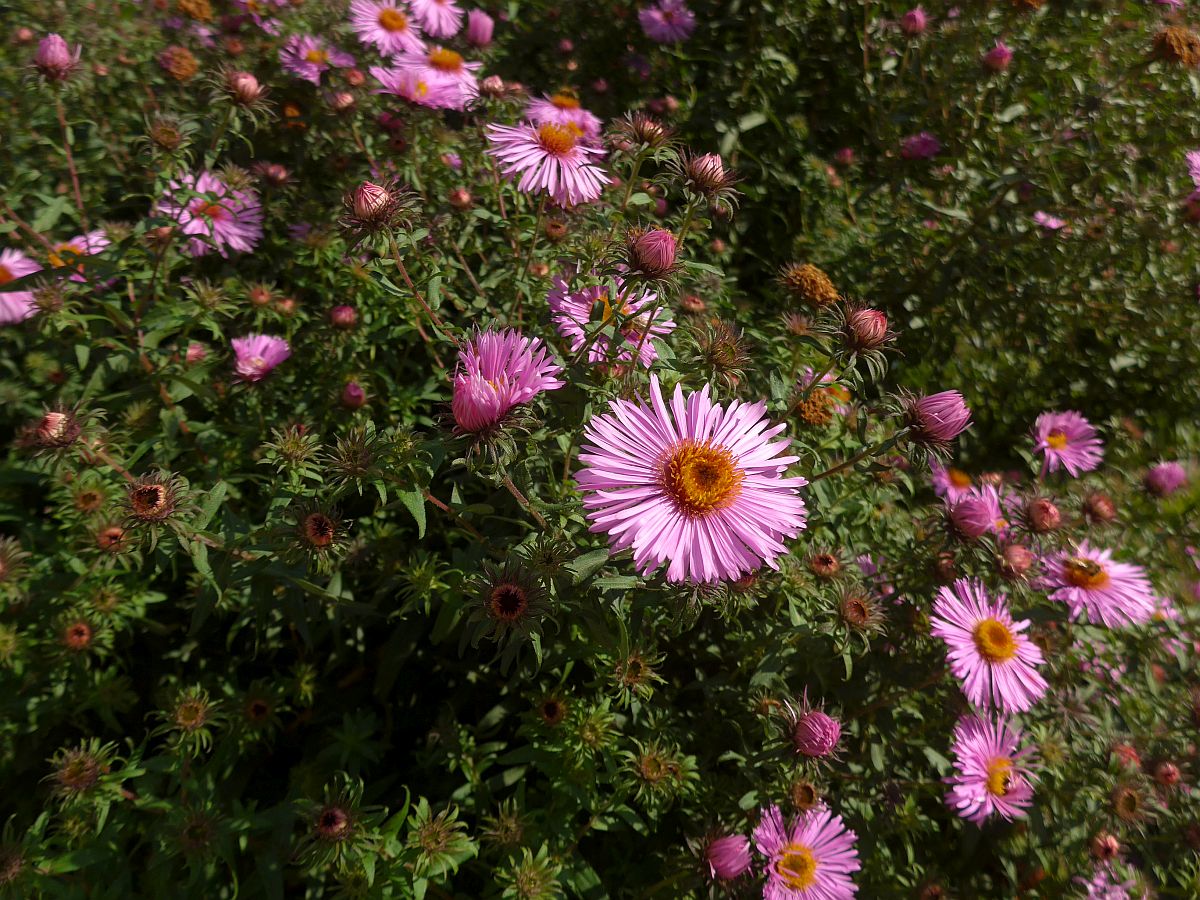 Symphyotrichum novae-angliae (door Hanneke Waller)