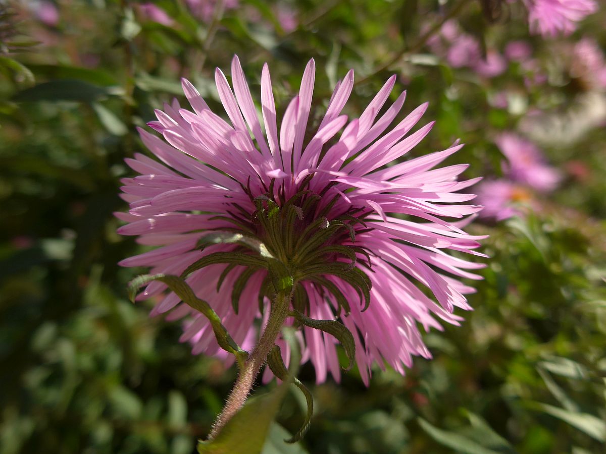 Symphyotrichum novae-angliae (door Hanneke Waller)