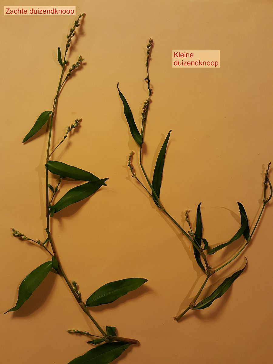 Persicaria mitis (door Hanneke Waller)