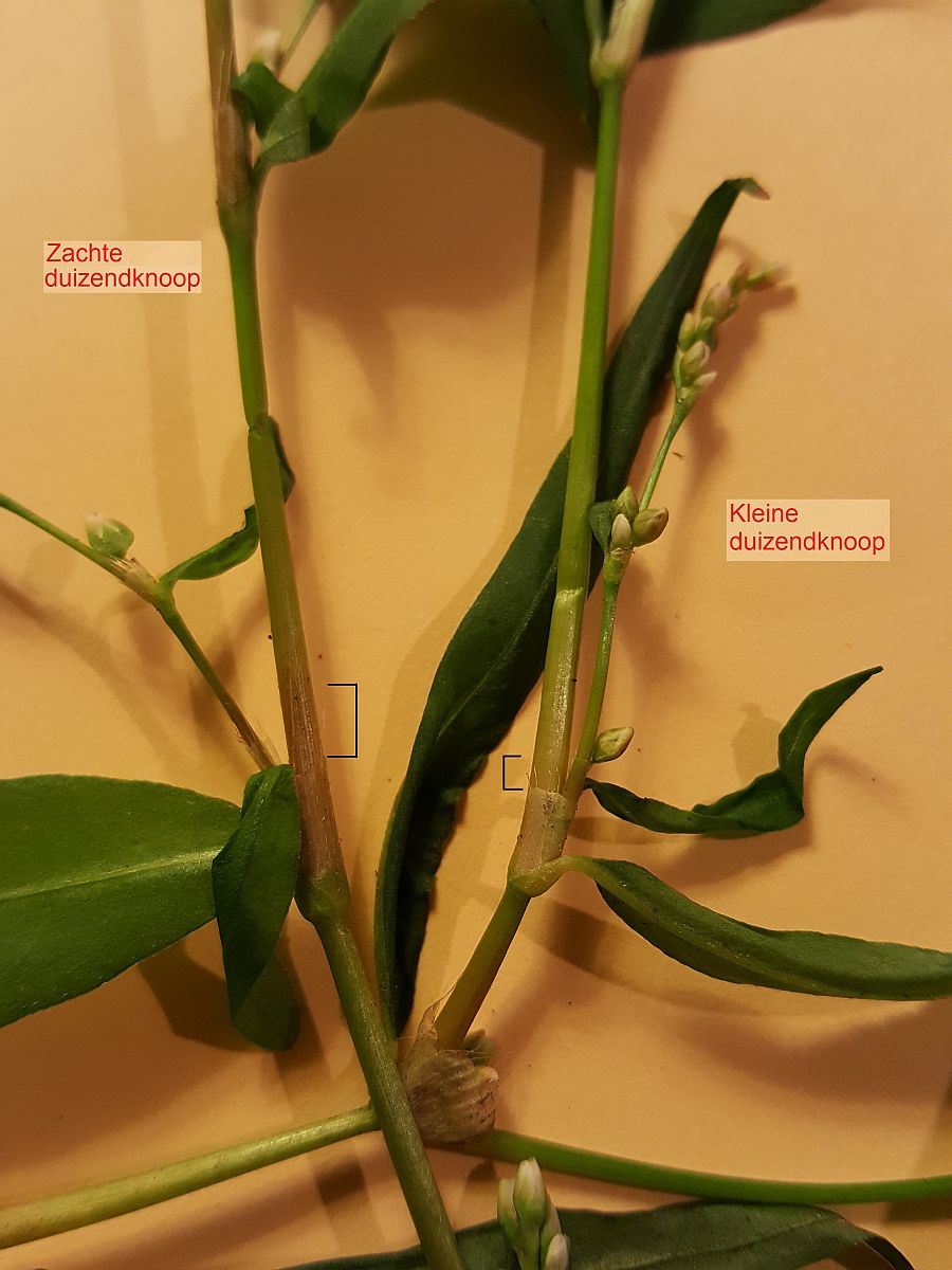 Persicaria mitis (door Hanneke Waller)