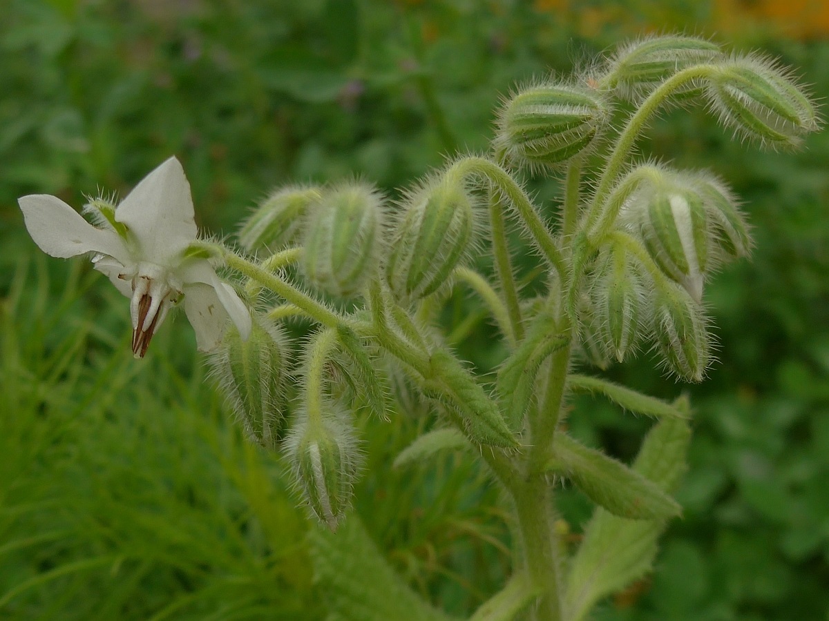 Borago officinalis (door Hanneke Waller)