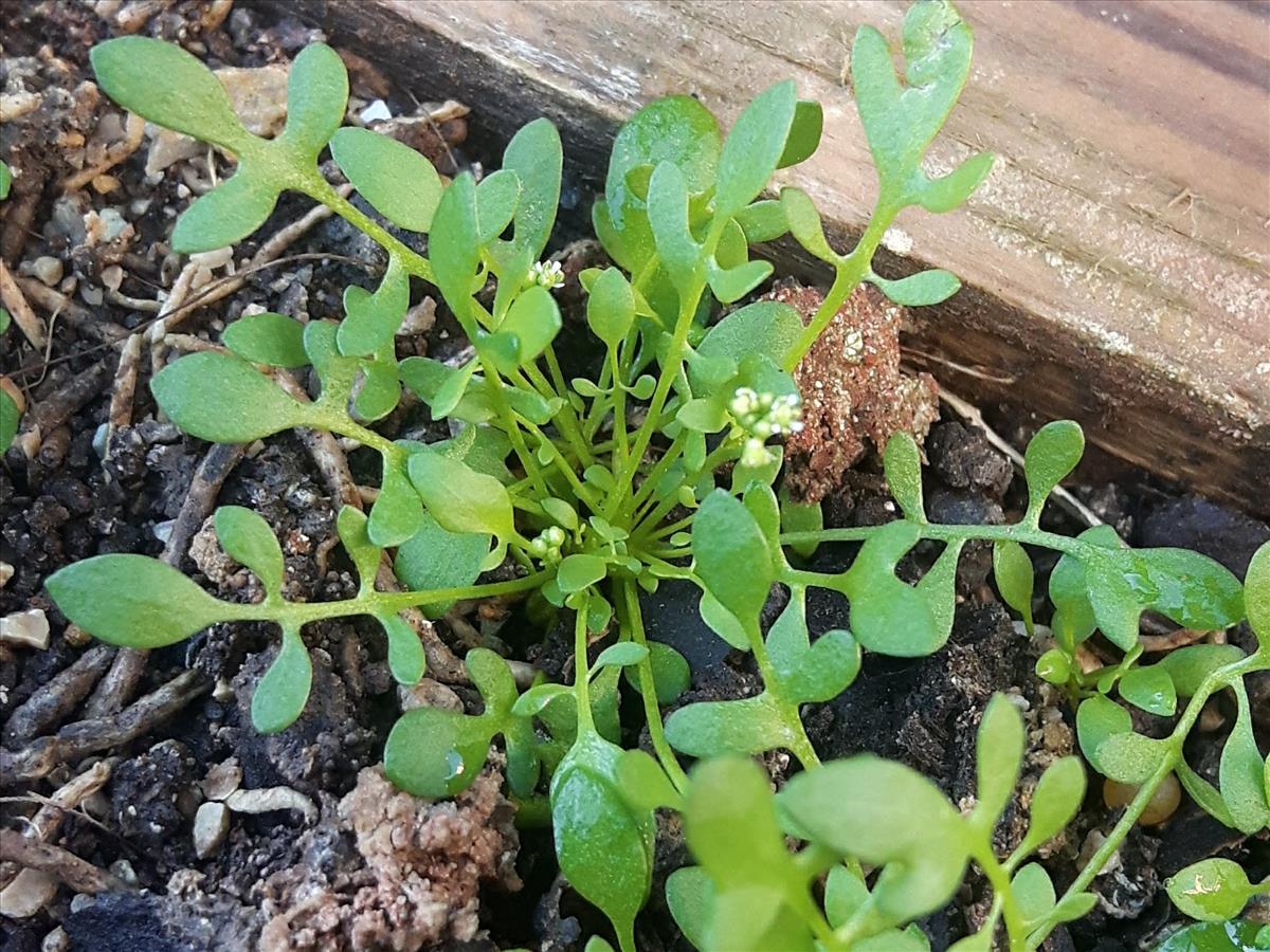 Hornungia pauciflora (door Hinko Talsma)