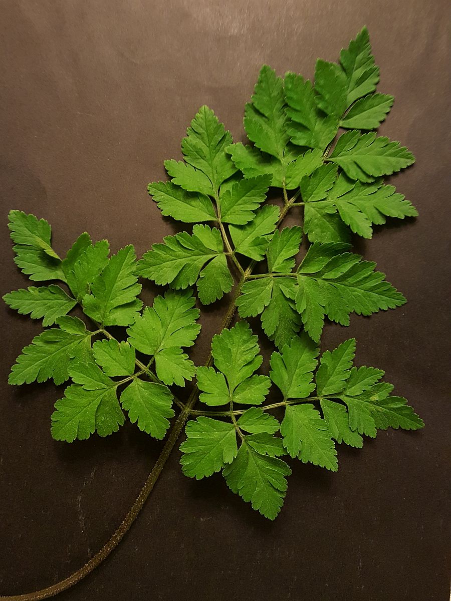 Chaerophyllum temulum (door Hanneke Waller)