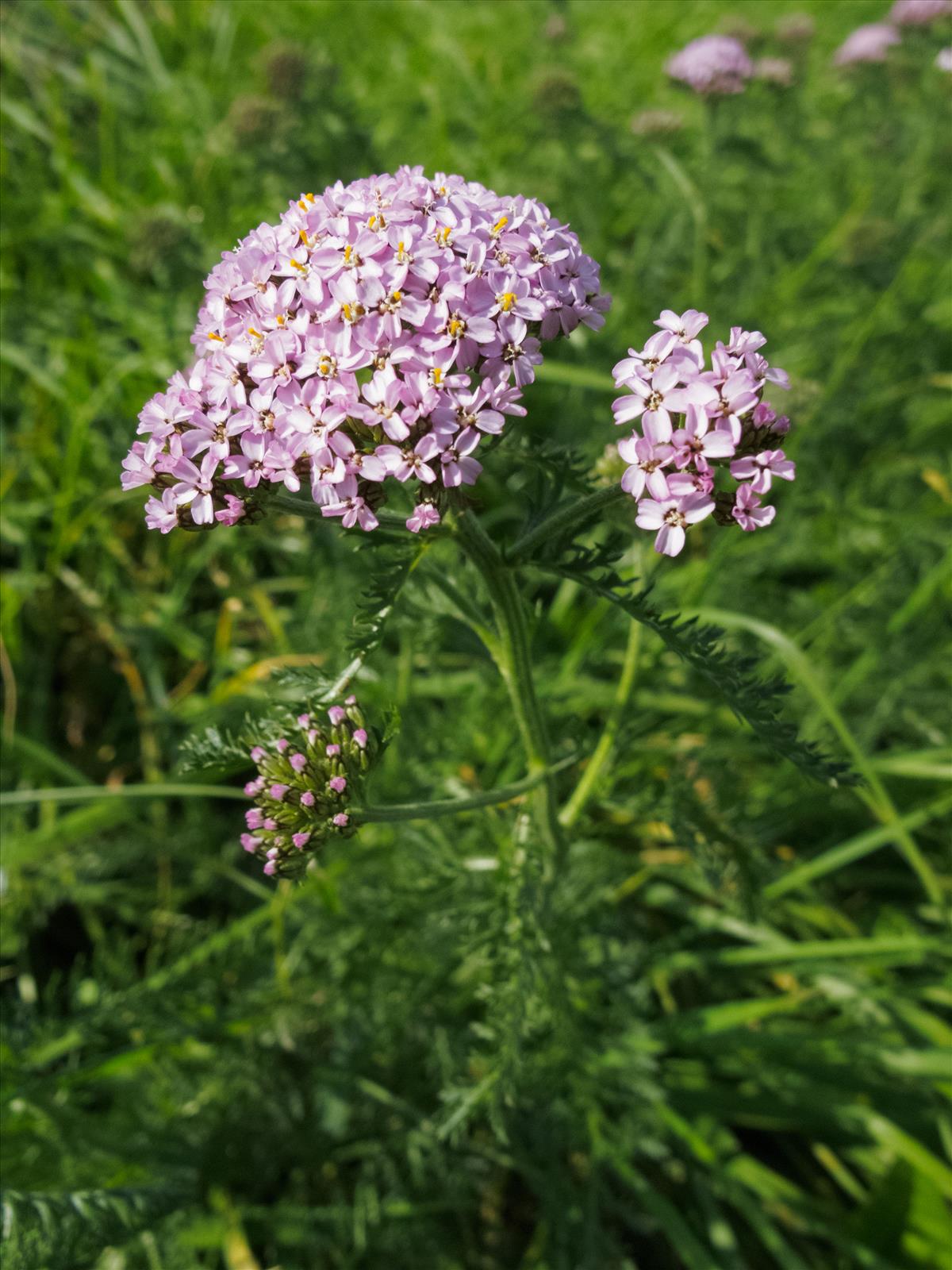 Achillea millefolium (door Alfred Huizinga)