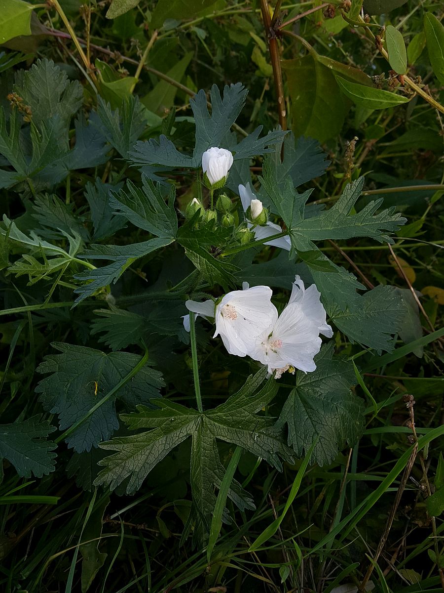 Malva moschata (door Hanneke Waller)