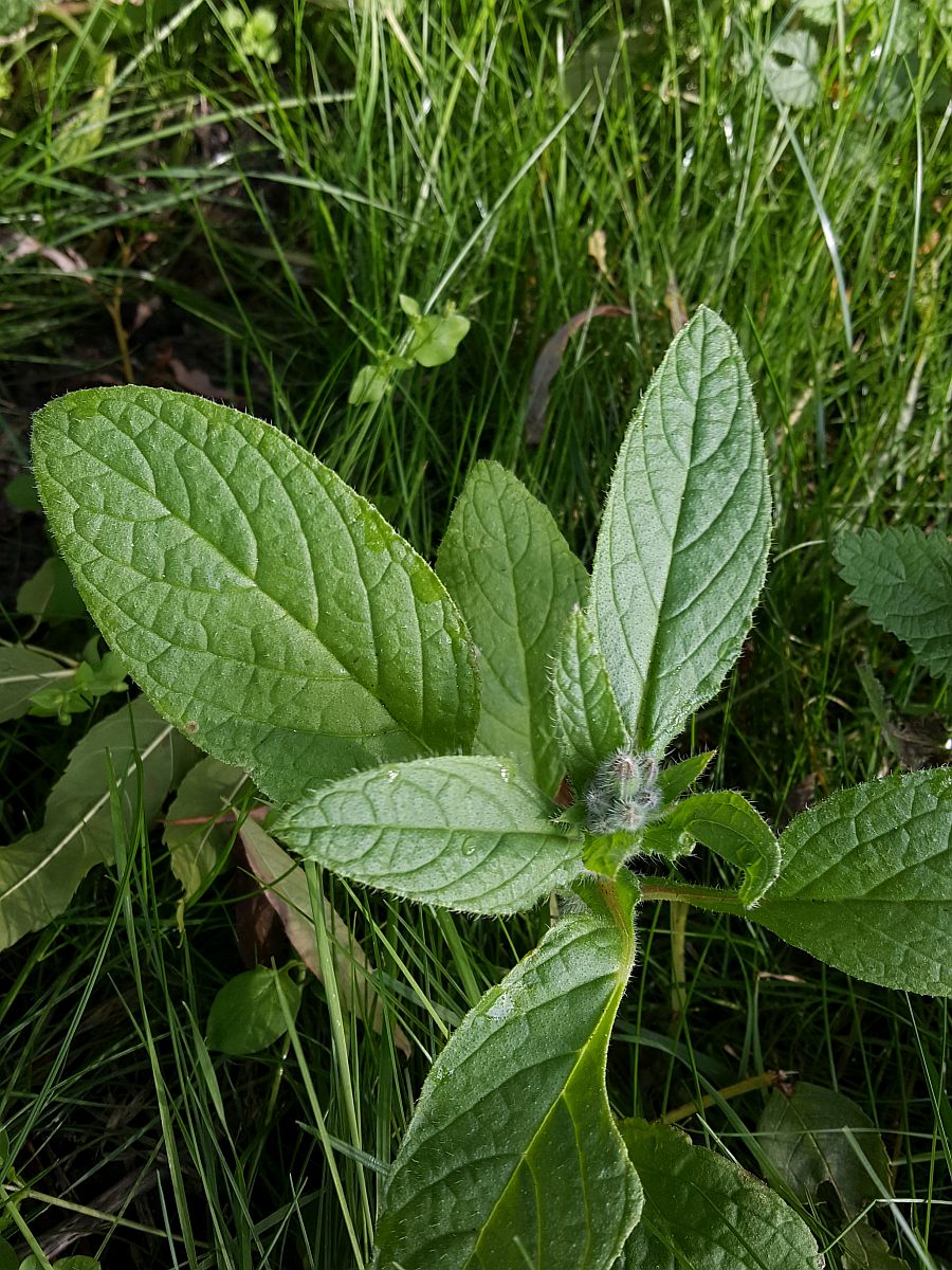 Borago officinalis (door Hanneke Waller)