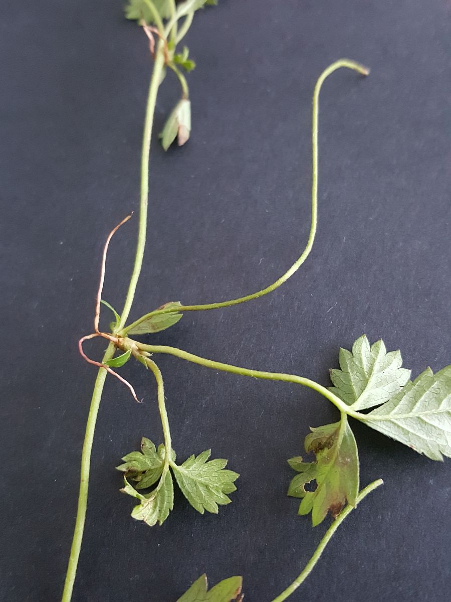 Potentilla anglica (door Hanneke Waller)