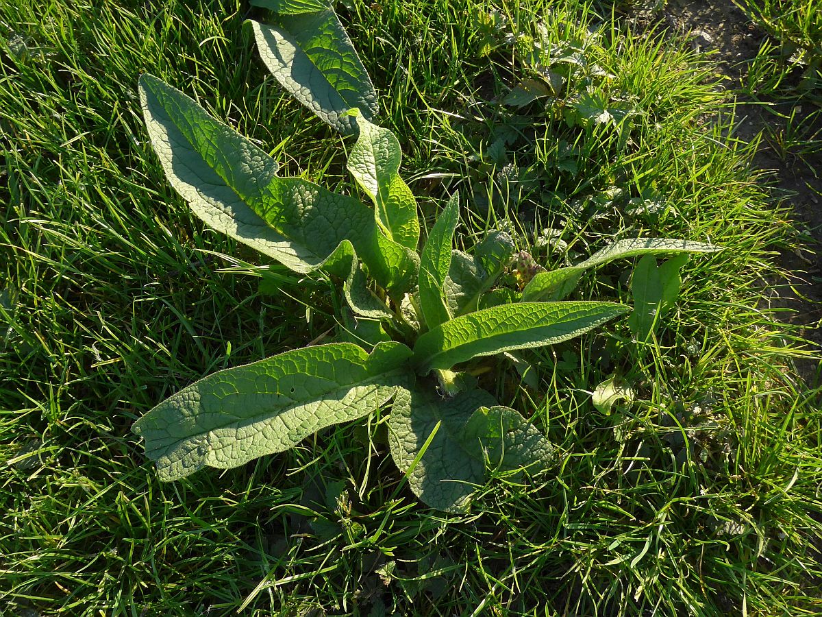 Symphytum officinale (door Hanneke Waller)