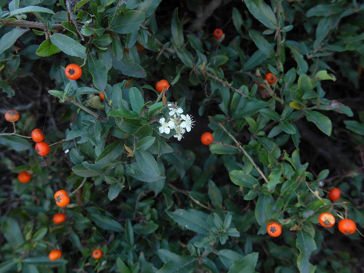 Pyracantha coccinea (door Hanneke Waller)