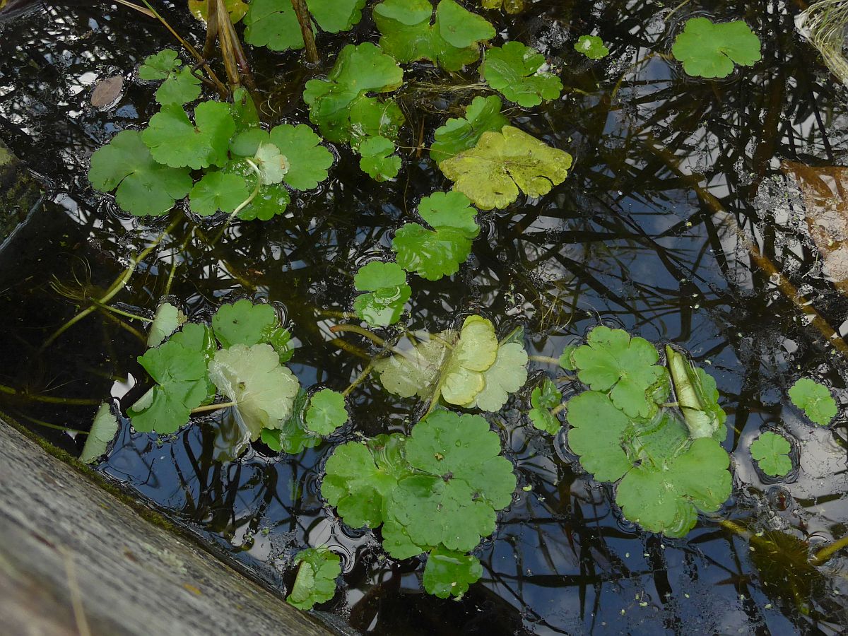 Hydrocotyle ranunculoides (door Hanneke Waller)