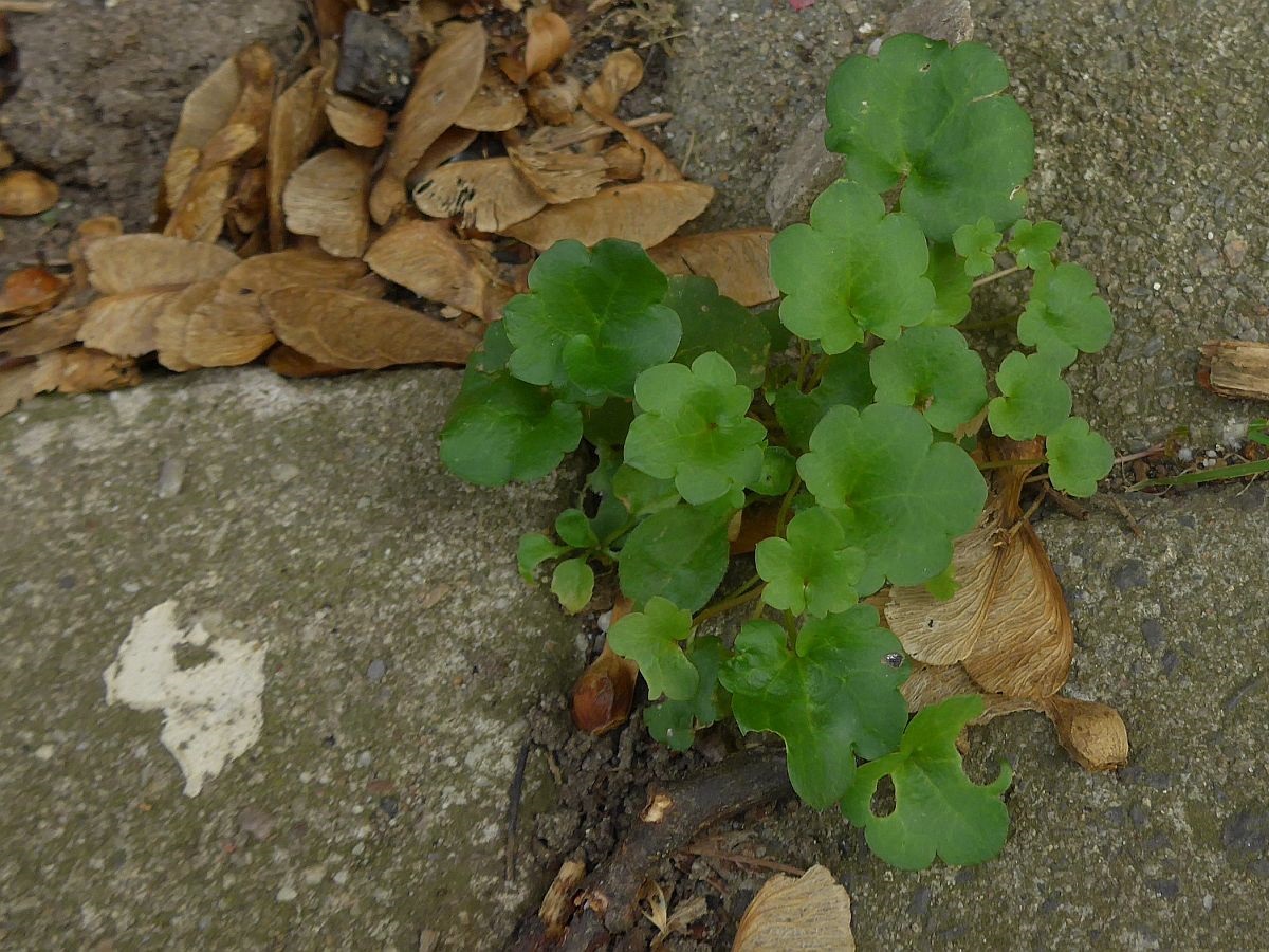 Cymbalaria muralis (door Hanneke Waller)