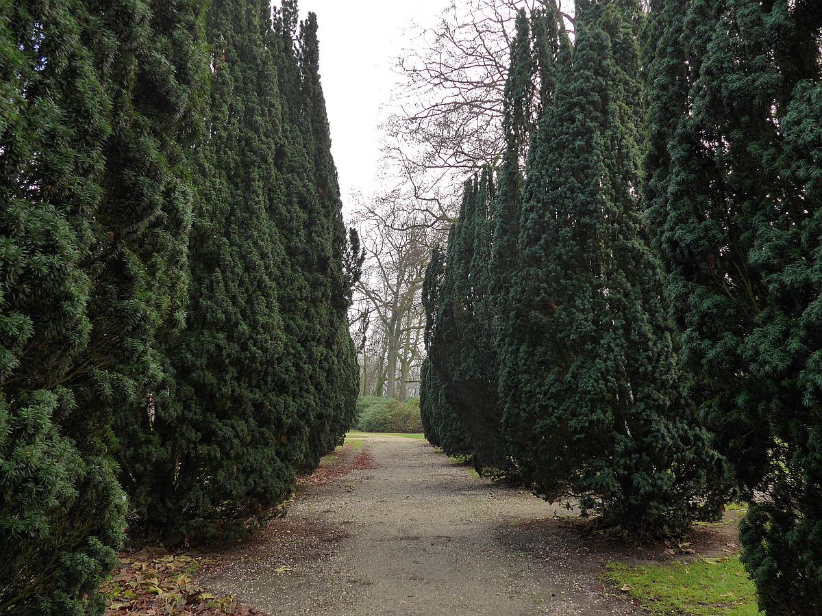 Taxus baccata (door Hanneke Waller)