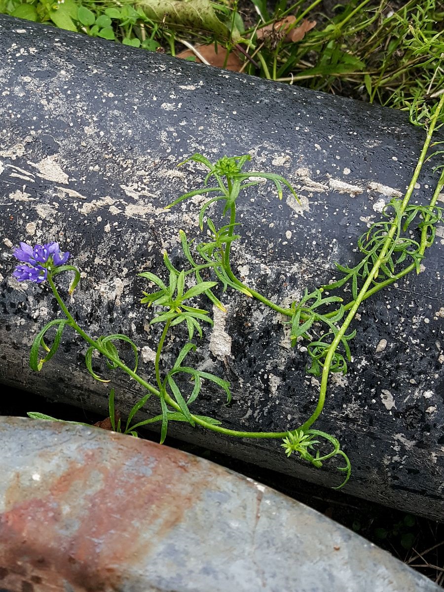 Gilia achilleifolia (door Hanneke Waller)